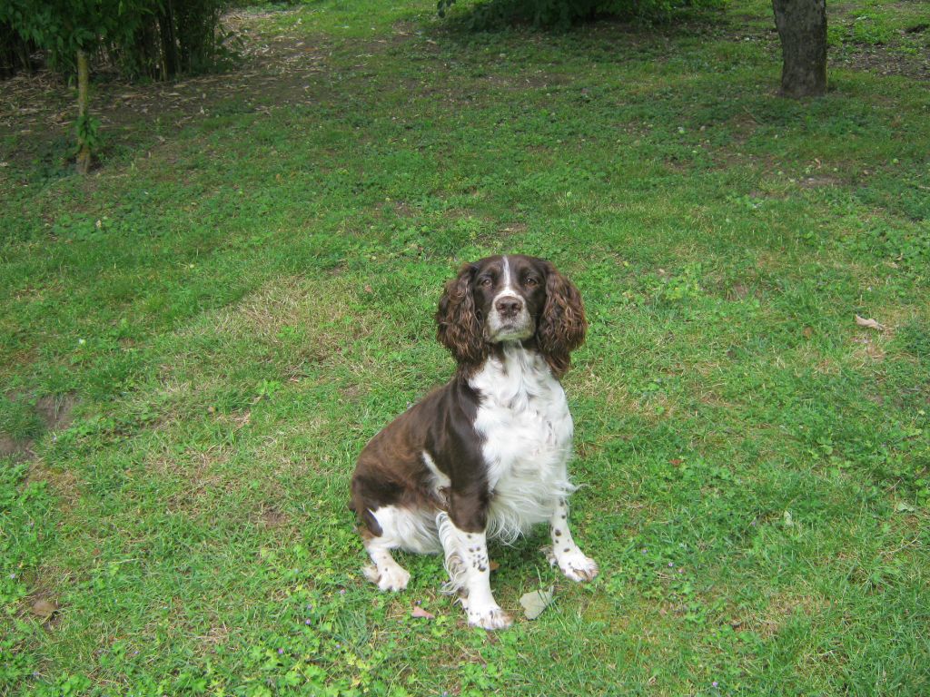CH. Gipsy (Sans Affixe)