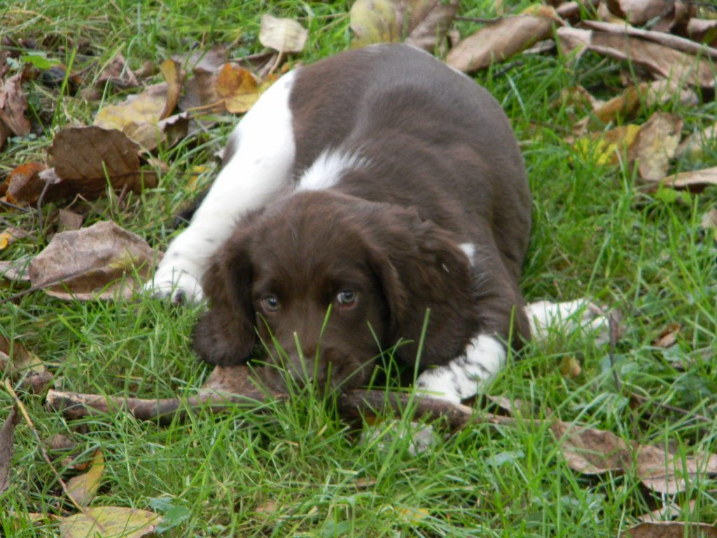 Des Fontaines Du Marsin - Chiots disponibles - English Springer Spaniel