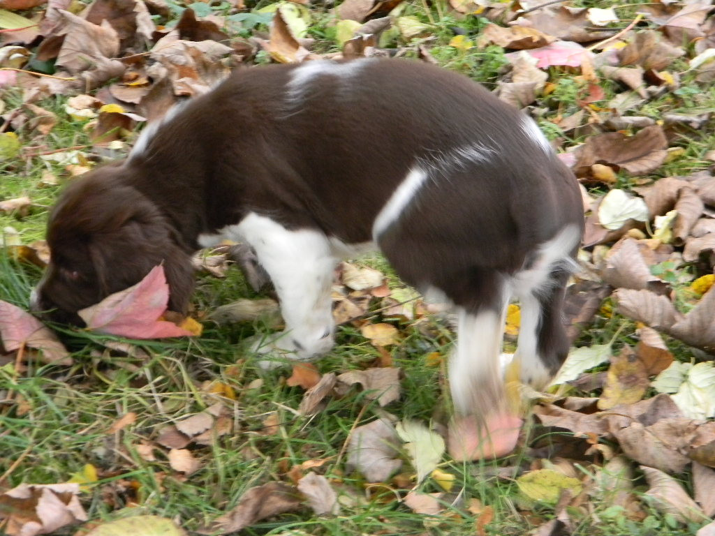 Des Fontaines Du Marsin - Chiots disponibles - English Springer Spaniel