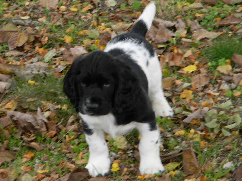 Des Fontaines Du Marsin - Chiots disponibles - English Springer Spaniel