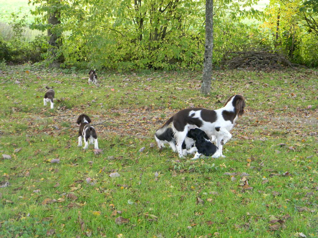 Des Fontaines Du Marsin - English Springer Spaniel - Portée née le 30/08/2025