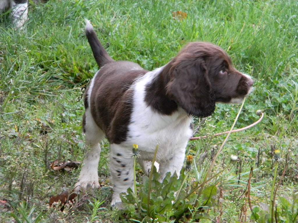 Des Fontaines Du Marsin - Chiots disponibles - English Springer Spaniel